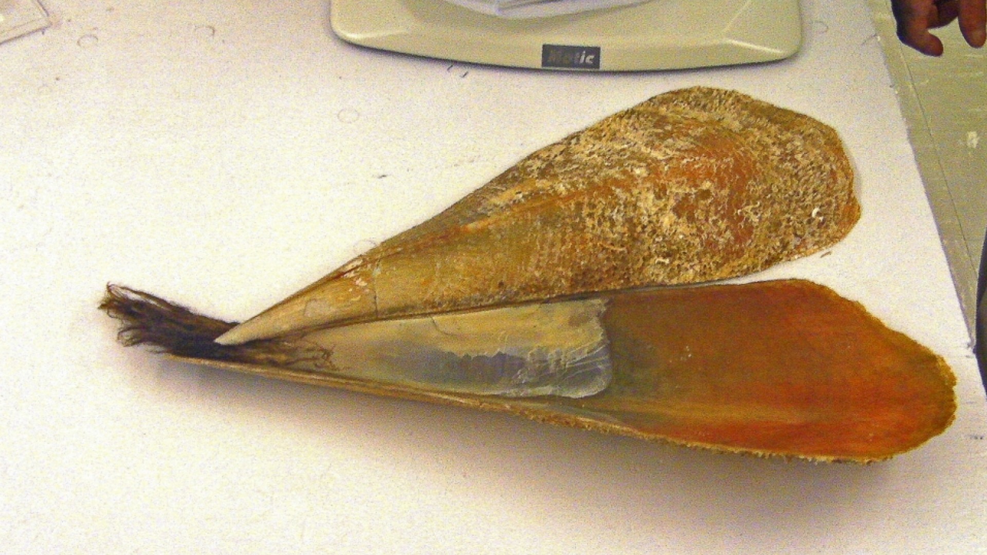 Byssus