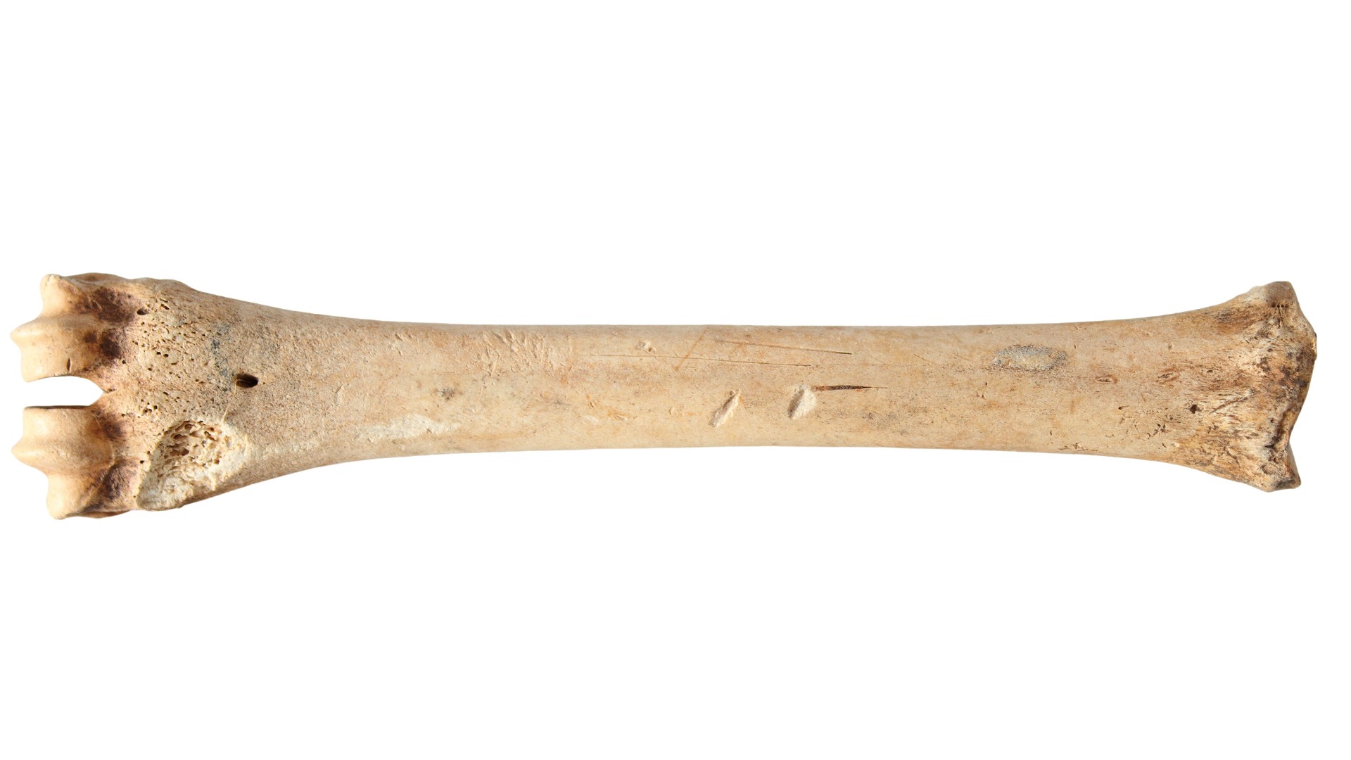 Butcher Marks