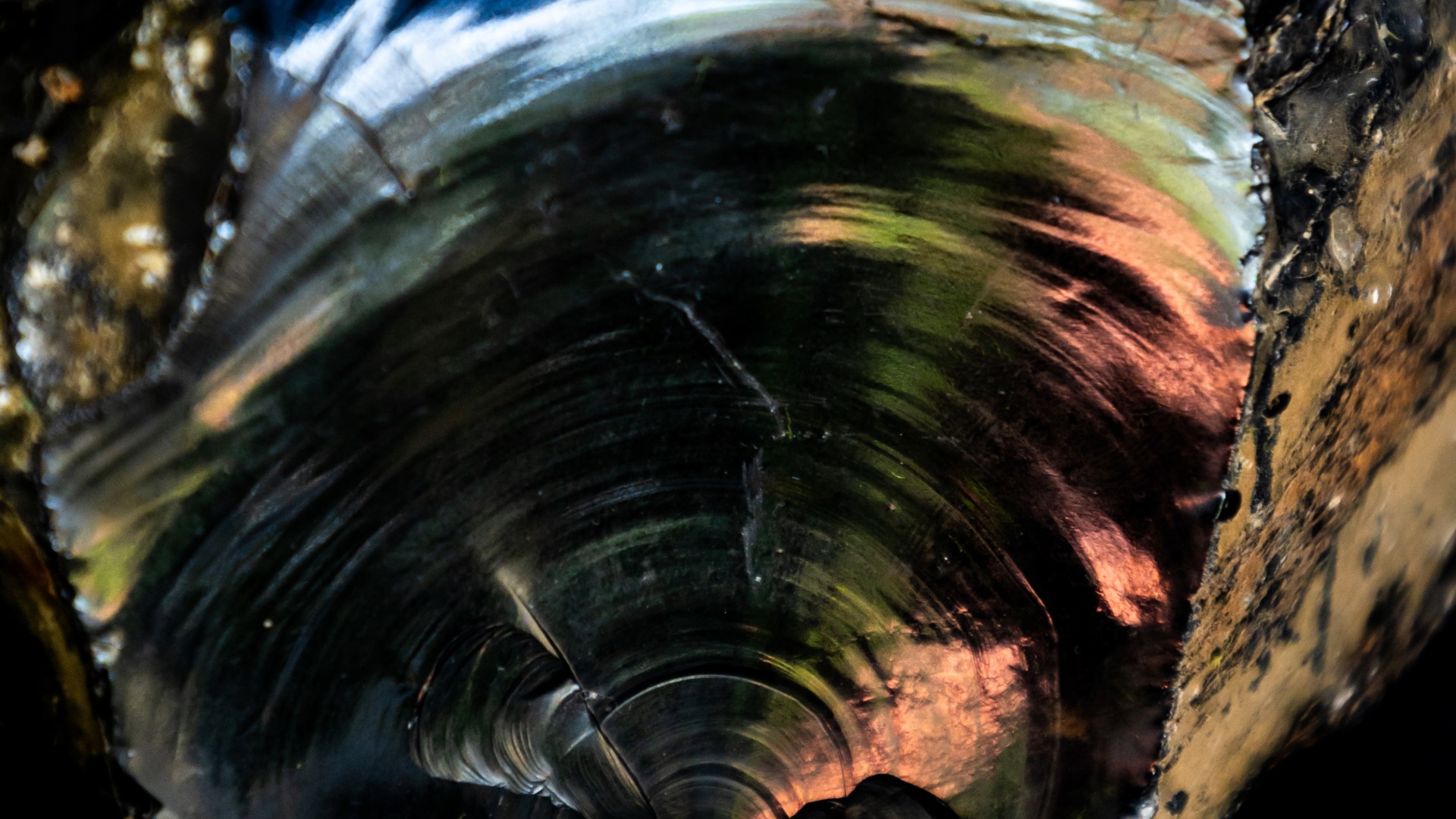 Conchoidal Fracture